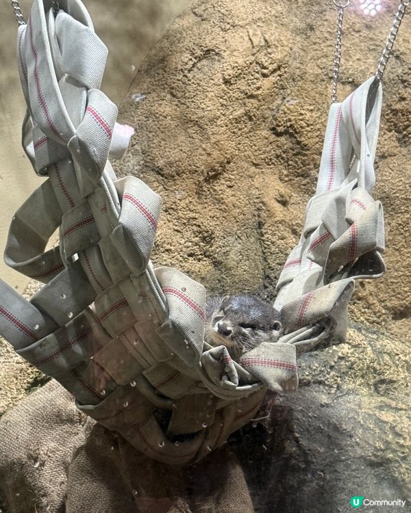 沖繩夏日親子遊🏖️水族館篇🐠🪼🐋