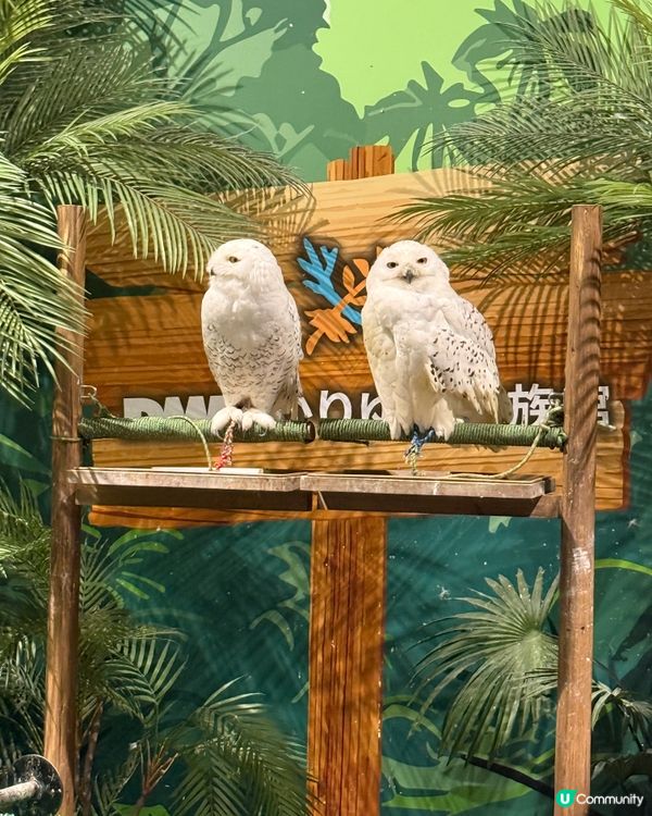 沖繩夏日親子遊🏖️水族館篇🐠🪼🐋