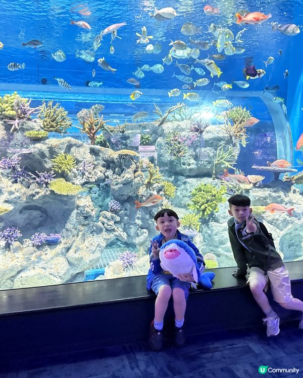 沖繩夏日親子遊🏖️水族館篇🐠🪼🐋