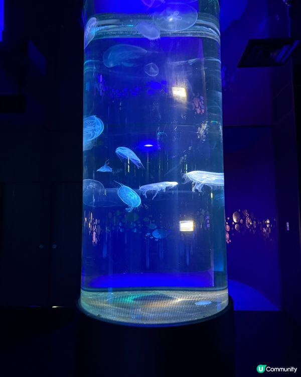 沖繩夏日親子遊🏖️水族館篇🐠🪼🐋