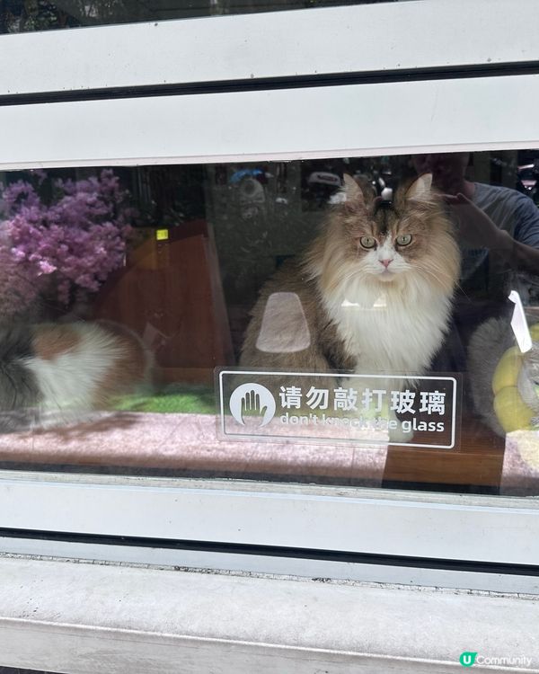 貓