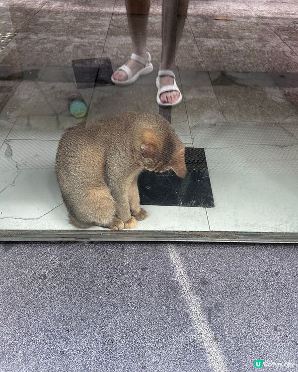貓