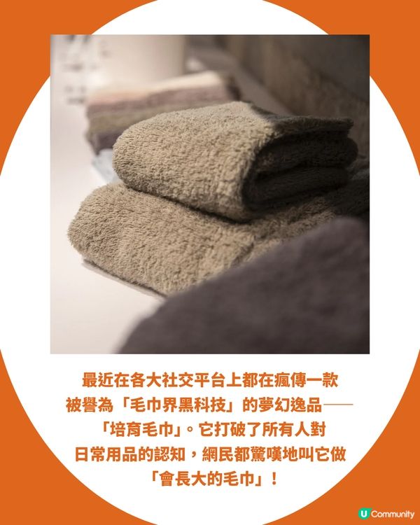 【東京高質手信】網民力推日本「會長大的神奇毛巾」：顛覆傳統、越洗越蓬鬆，體驗親手「培育毛巾」的療癒黑科技！