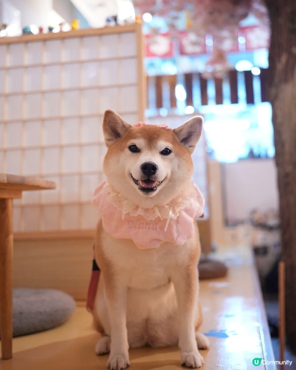 🎎室內寵物友善居酒屋🏮