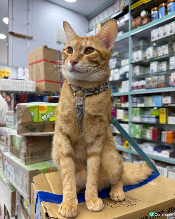 可愛貓店長🐱漂亮的橘貓🍊🐱 #貓店長