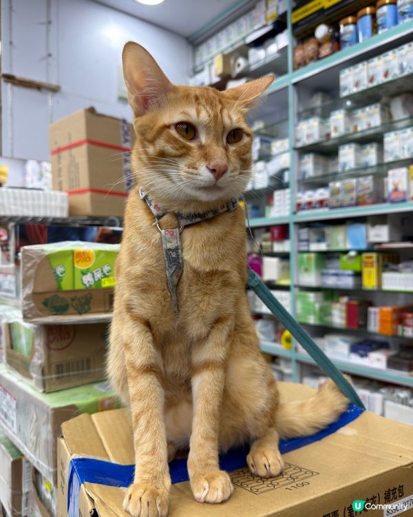可愛貓店長🐱漂亮的橘貓🍊🐱 #貓店長