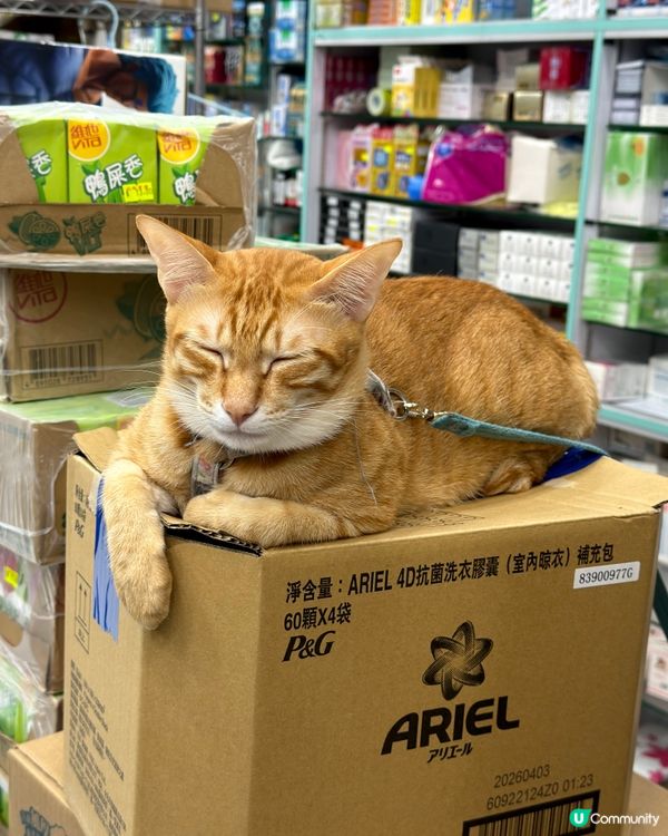可愛貓店長🐱漂亮的橘貓🍊🐱 #貓店長