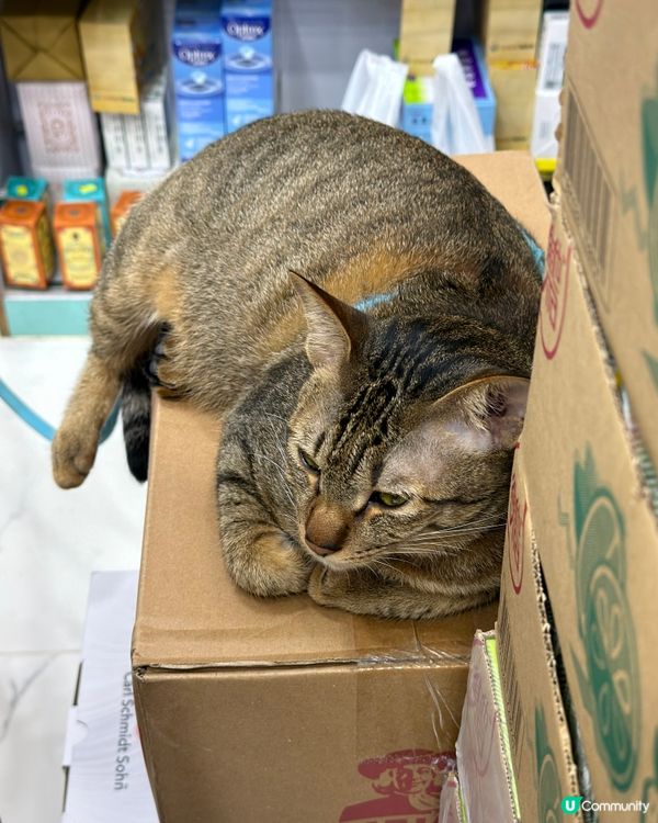 可愛貓店長🐱漂亮的橘貓🍊🐱 #貓店長