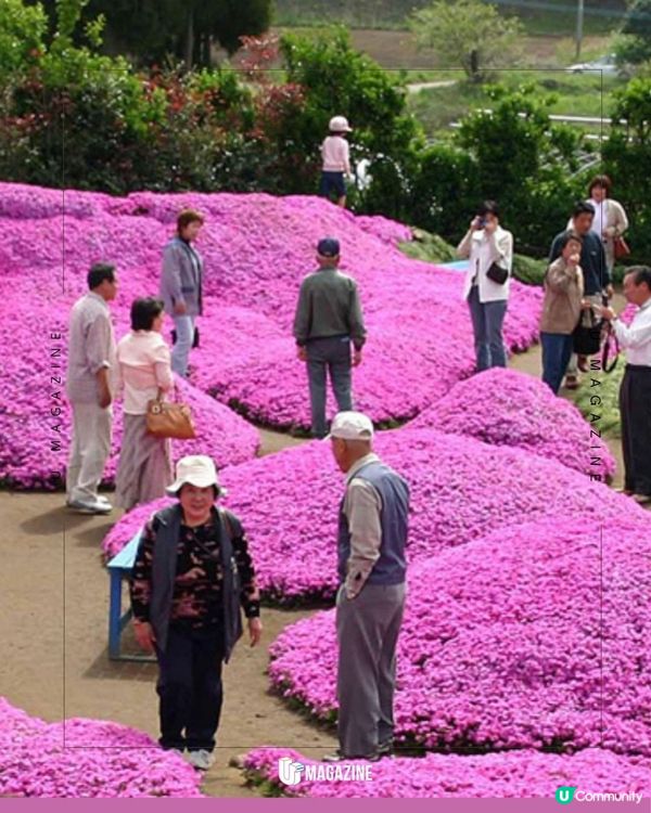 日本農夫為失明愛妻種出粉色花海｜ 歷時逾20年！親手種下2,000株花苗                                                    
