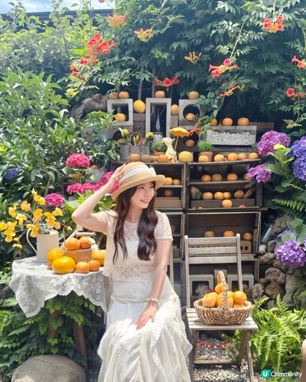 超美美的濟州繡球花和橘子🍊完美的一天!乘坐🛳️ 皇家加勒比海...