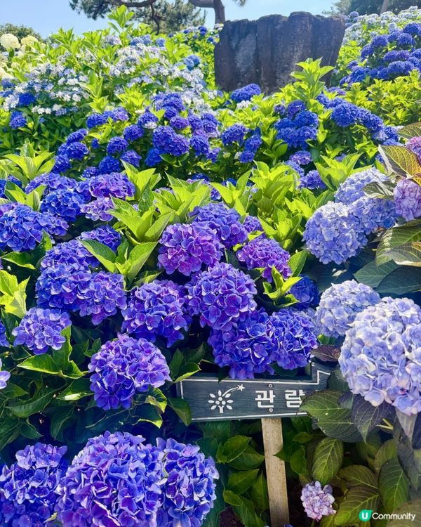 超美美的濟州繡球花和橘子🍊完美的一天!乘坐🛳️ 皇家加勒比海...