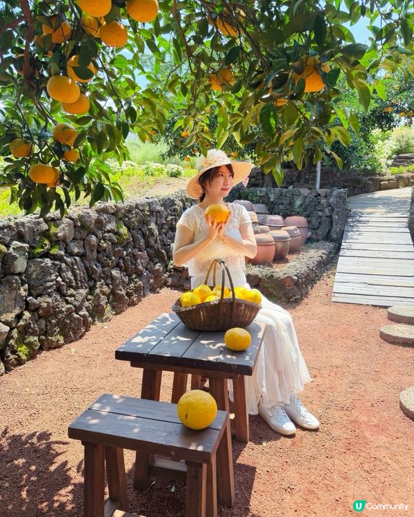 超美美的濟州繡球花和橘子🍊完美的一天!乘坐🛳️ 皇家加勒比海...