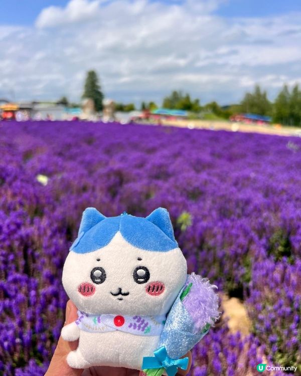 富良野之紫色誘惑🤤💜