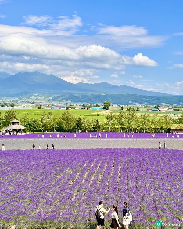 富良野之紫色誘惑🤤💜