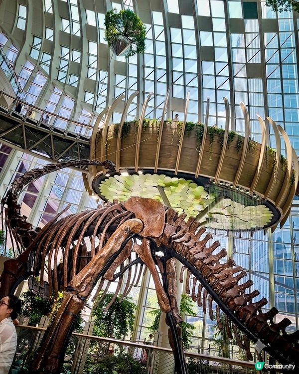 【🦖重慶森林🌳在光環購物公園？🫨🫨🫨】