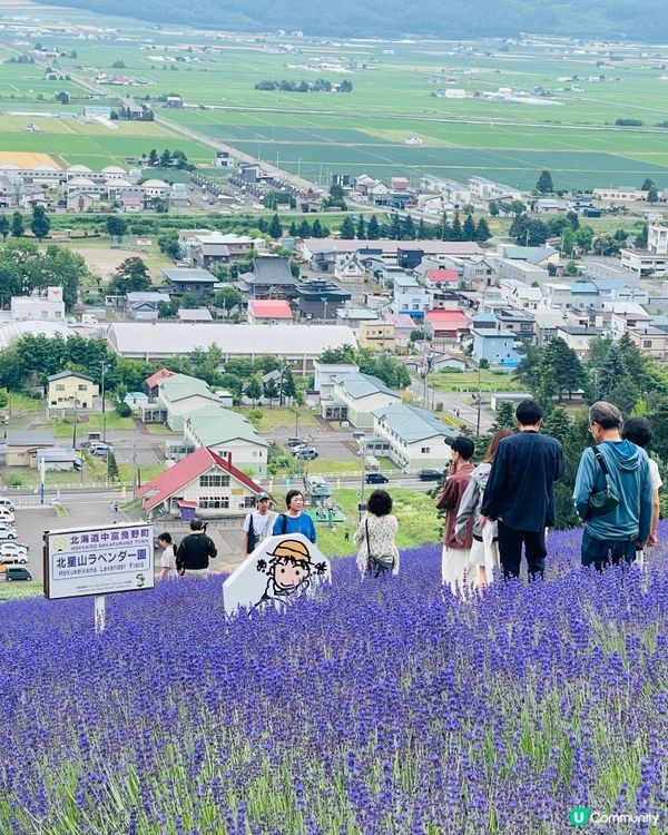 北海道富良野北星山薰衣草園＆單人纜車：空中紫色夢幻之旅！