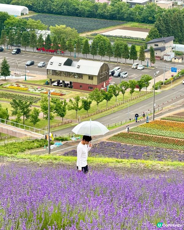 北海道富良野北星山薰衣草園＆單人纜車：空中紫色夢幻之旅！