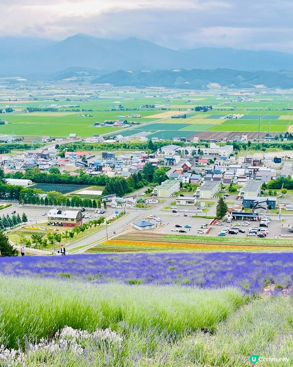 北海道富良野北星山薰衣草園＆單人纜車：空中紫色夢幻之旅！