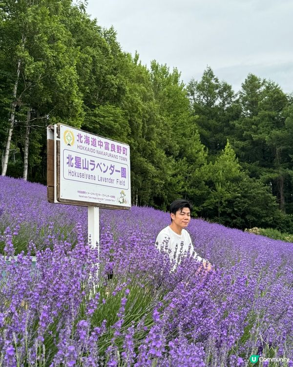 北海道富良野北星山薰衣草園＆單人纜車：空中紫色夢幻之旅！