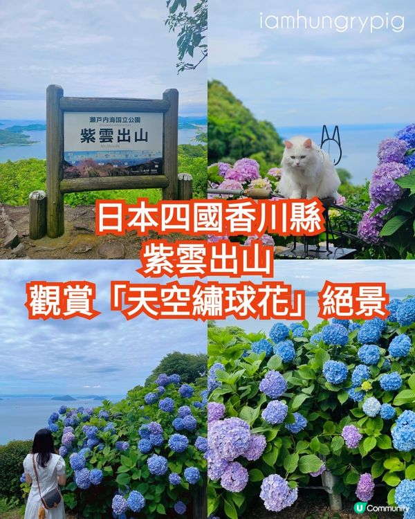 日本四國繡球花海🌸💙💜