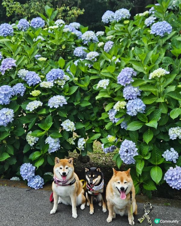 日本四國繡球花海🌸💙💜