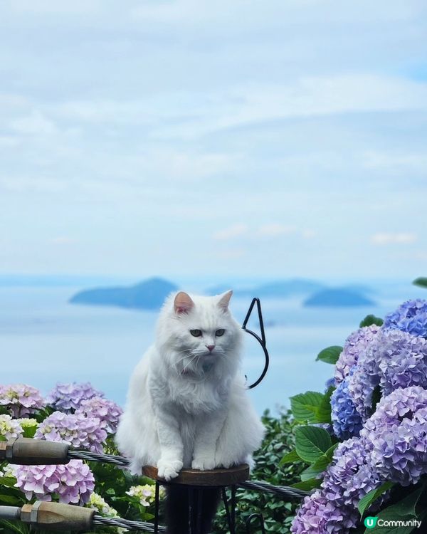 日本四國繡球花海🌸💙💜
