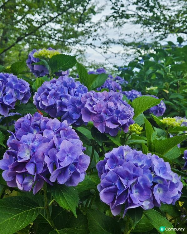 日本四國繡球花海🌸💙💜