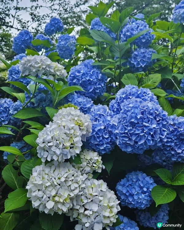 日本四國繡球花海🌸💙💜
