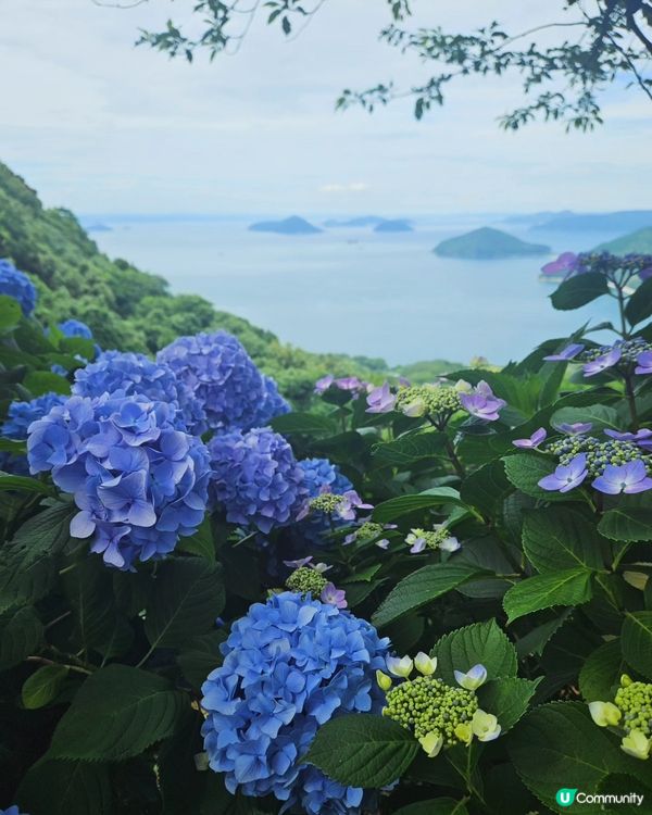 日本四國繡球花海🌸💙💜
