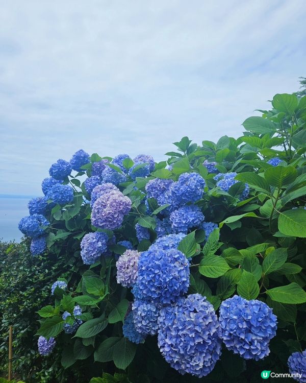 日本四國繡球花海🌸💙💜