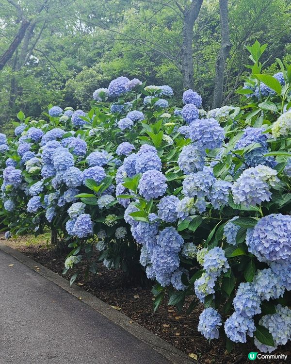 日本四國繡球花海🌸💙💜