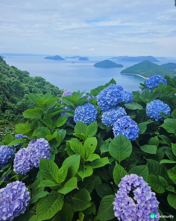 日本四國繡球花海🌸💙💜