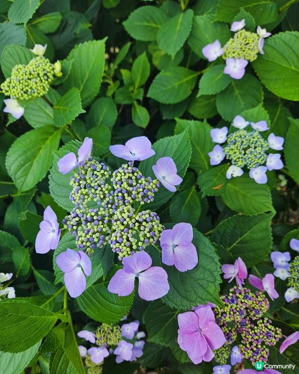 日本四國繡球花海🌸💙💜