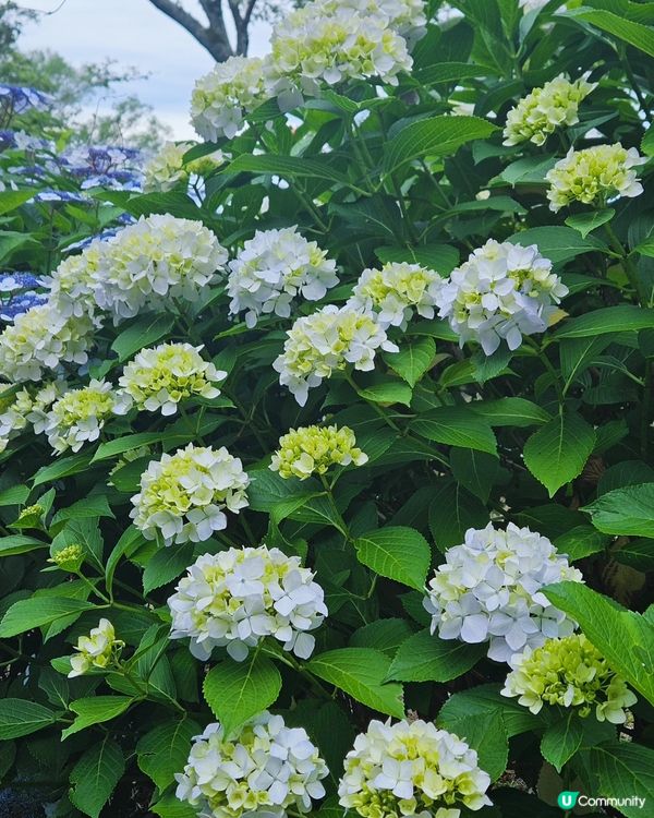 日本四國繡球花海🌸💙💜