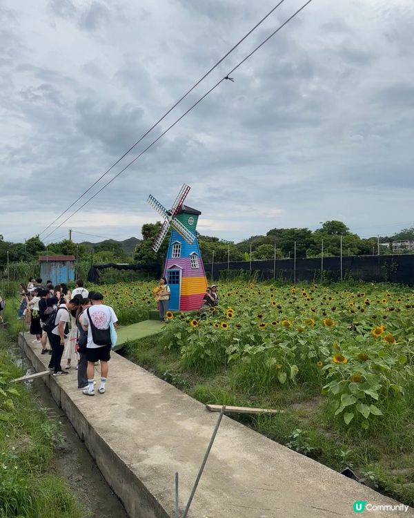 信芯園睇向日葵