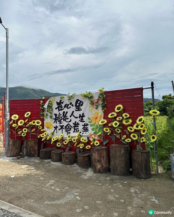 信芯園睇向日葵