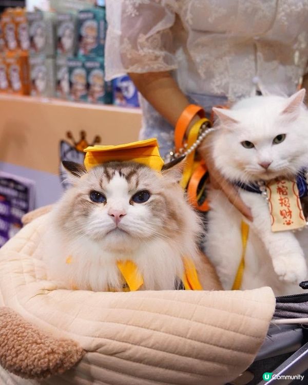 【香港貓迷博覽會2026🐈】U Community大派300張門票！✨