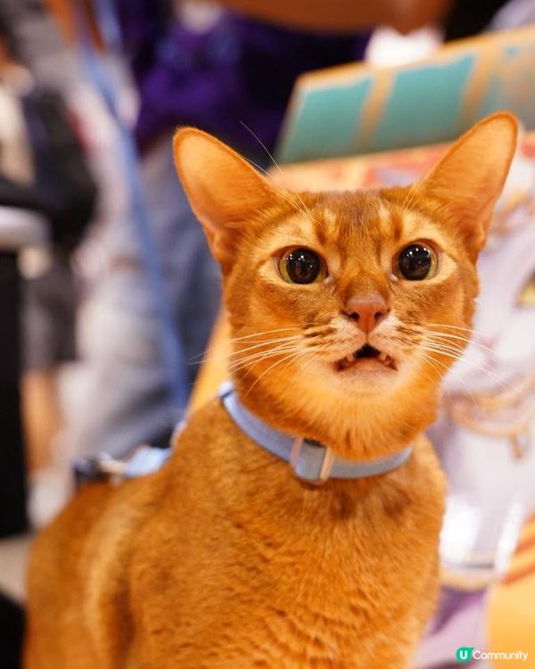 【香港貓迷博覽會2026🐈】U Community大派300張門票！✨