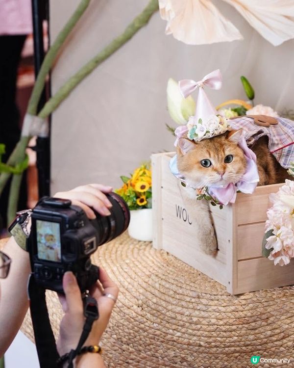 【香港貓迷博覽會2026🐈】U Community大派300張門票！✨