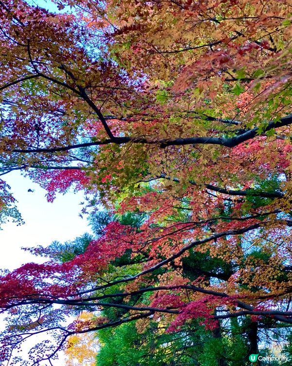 『日本』由布院金鱗湖🌅｜紅黃交織楓葉靚景🍁