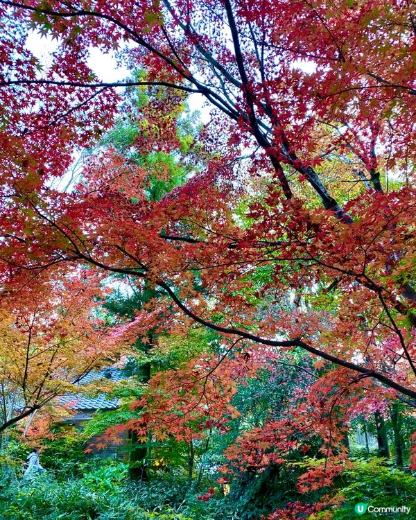 『日本』由布院金鱗湖🌅｜紅黃交織楓葉靚景🍁