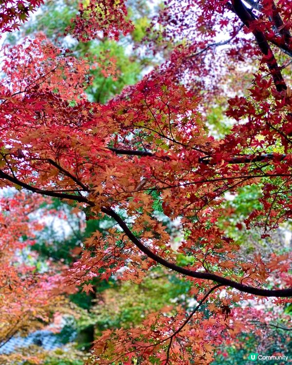 『日本』由布院金鱗湖🌅｜紅黃交織楓葉靚景🍁