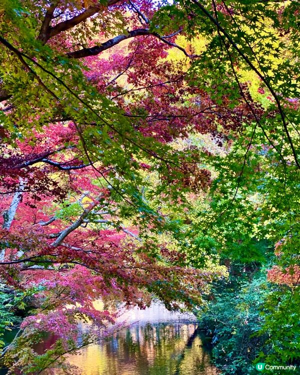 『日本』由布院金鱗湖🌅｜紅黃交織楓葉靚景🍁