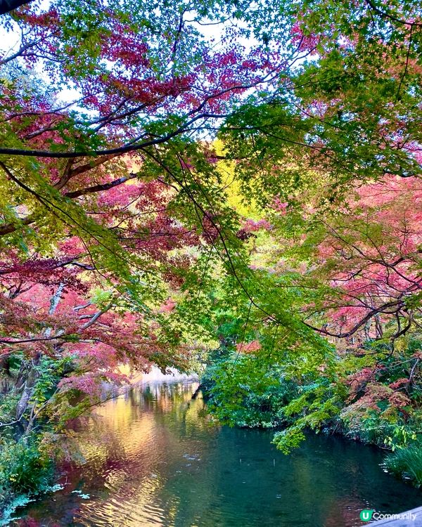 『日本』由布院金鱗湖🌅｜紅黃交織楓葉靚景🍁