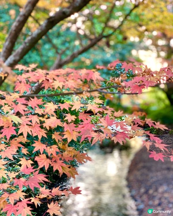 『日本』由布院金鱗湖🌅｜紅黃交織楓葉靚景🍁