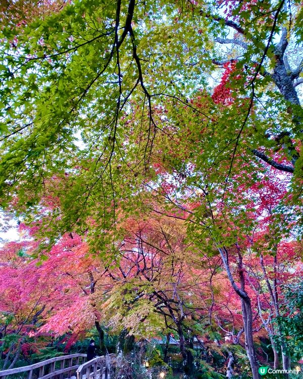 『日本』由布院金鱗湖🌅｜紅黃交織楓葉靚景🍁