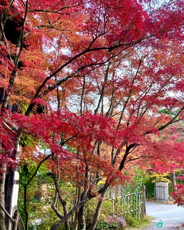 『日本』由布院金鱗湖🌅｜紅黃交織楓葉靚景🍁