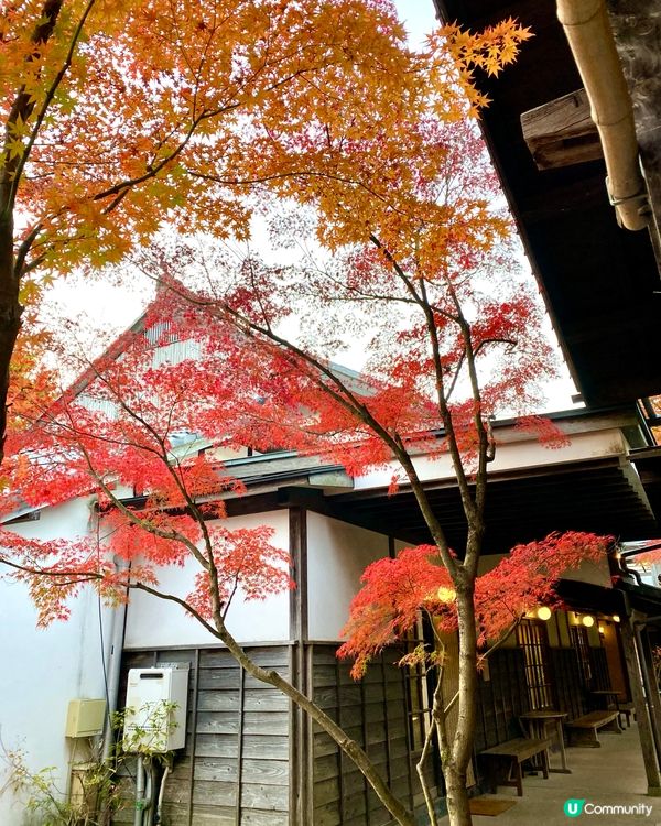 『日本』由布院金鱗湖🌅｜紅黃交織楓葉靚景🍁