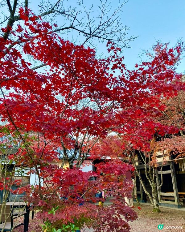 『日本』由布院金鱗湖🌅｜紅黃交織楓葉靚景🍁
