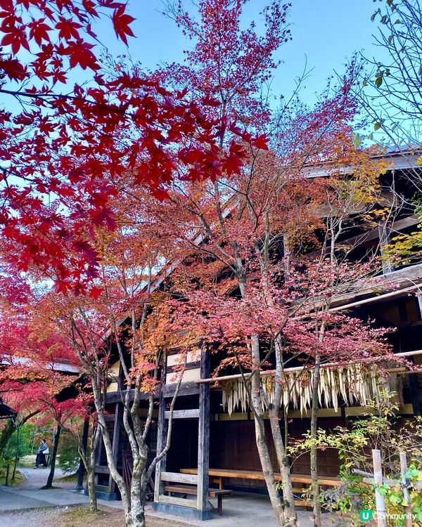 『日本』由布院金鱗湖🌅｜紅黃交織楓葉靚景🍁